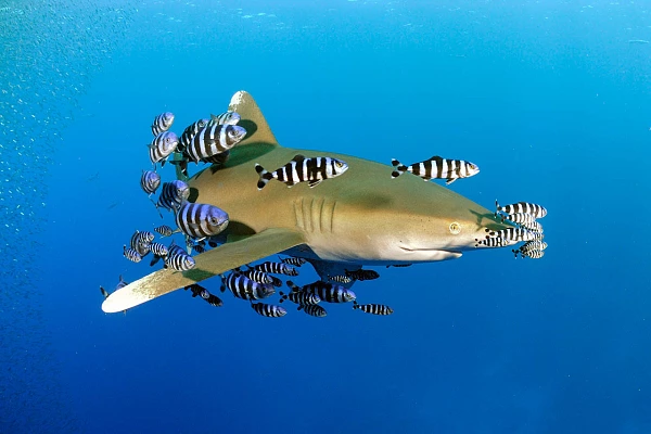 Un requin océanique (Carcharhinus longimanus) en Mer Rouge.