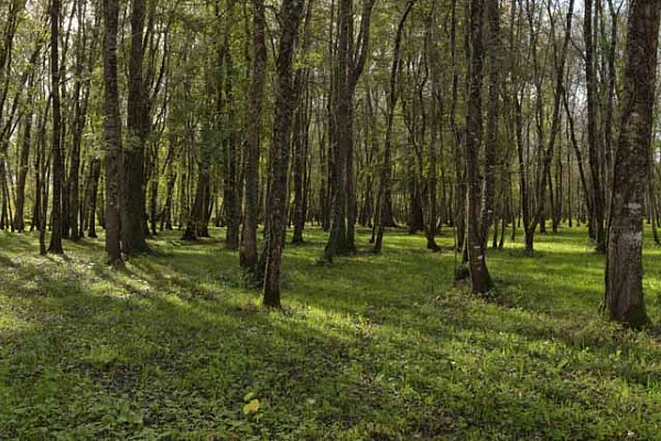 Certaines photos nécessitent de savoir réaliser des compositions et des cadrages particuliers comme pour cette forêt.