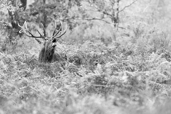 Red deer stag bellowing in a field of ferns in Charente-Maritime. A momentum among many others during this particularly unique period.