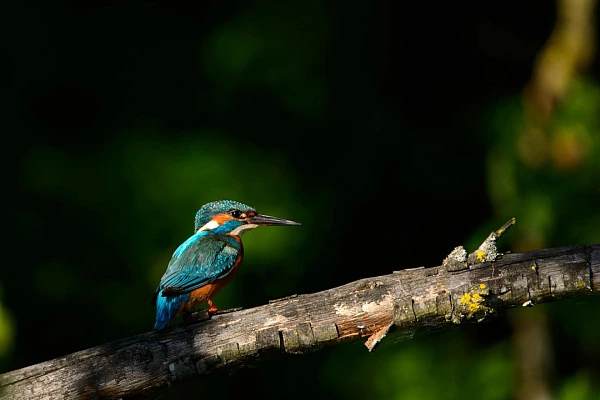 Common kingfisher on a branch in a pond in la Dombes, France.