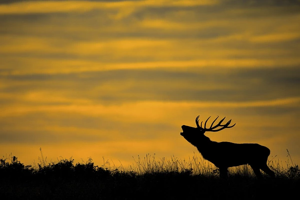 Cerf pendant le brame en Charente-Maritime. Amar Guillen, photographe.