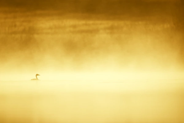 This great crested grebe photographed in the morning mist in La Dombes is a good photo by my standards.