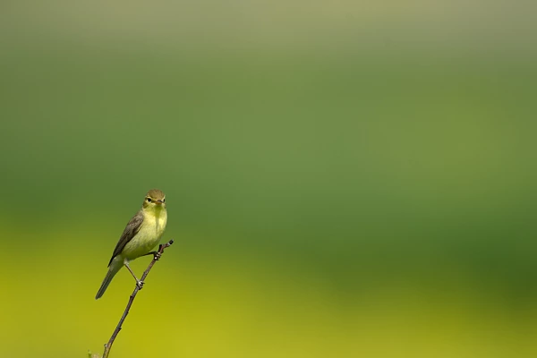 Un hypolaïs polyglotte sur une branche dans une zone humide de la Charente-Maritime.