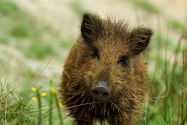 Un marcassin très curieux en Charente Maritime