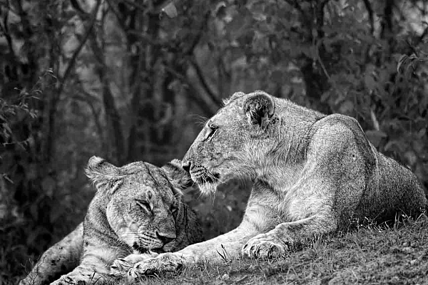 Deux lionnes photographiées en noir et blanc au Kenya. Photographie par Amar Guillen, artiste photographe.