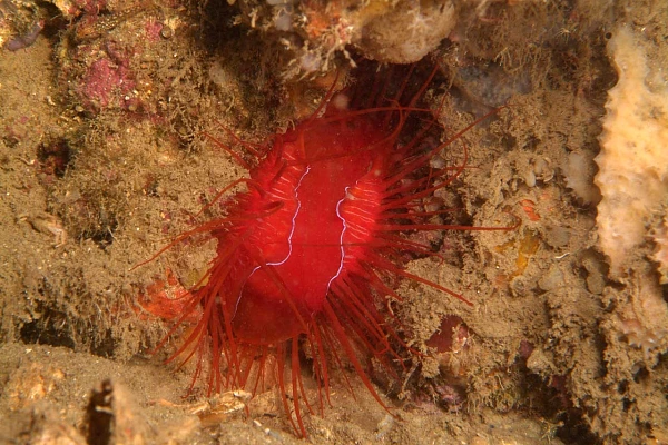 Une lime électrique dans les eaux de Raja Ampat en Papouasie.