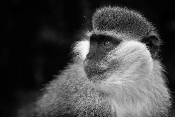 Singe vervet bleu en Ethiopie. Photographie par Amar Guillen, artiste photographe.