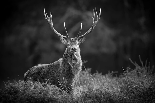 Cerf pendant le brame du cerf en noir et blanc