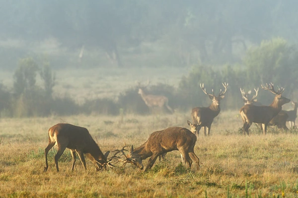 The fights between red deers durint the rut season can be very violent.